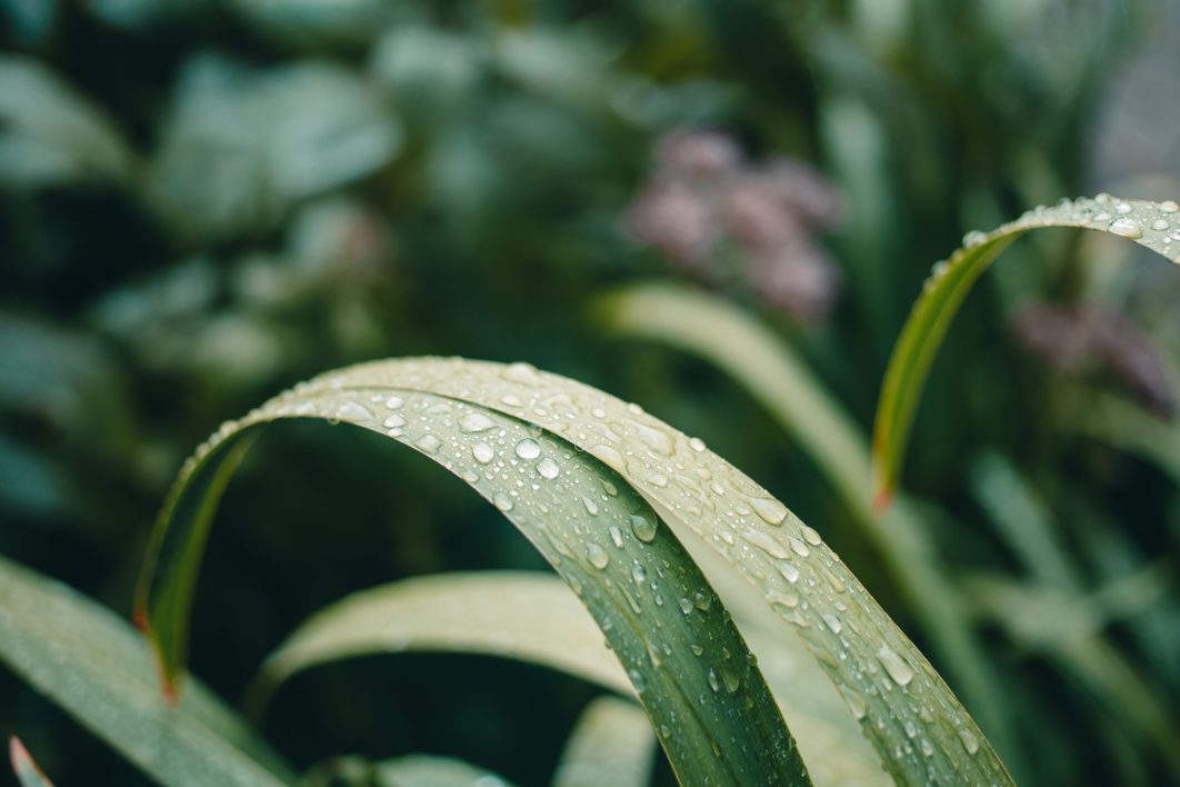 Rain Droplets on Plants