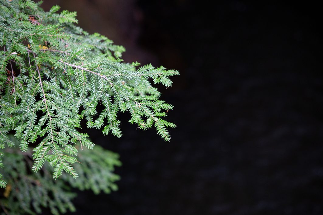 Green Tree Branch