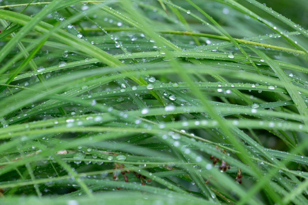 Wet Grass Droplets
