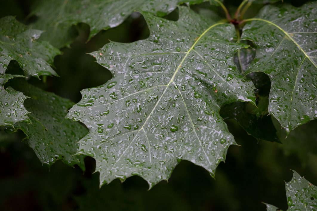 Wet Tree Leaves