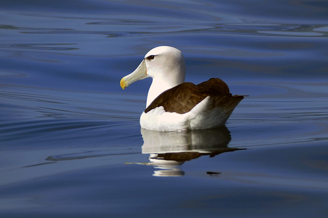 Bird Floating on Water