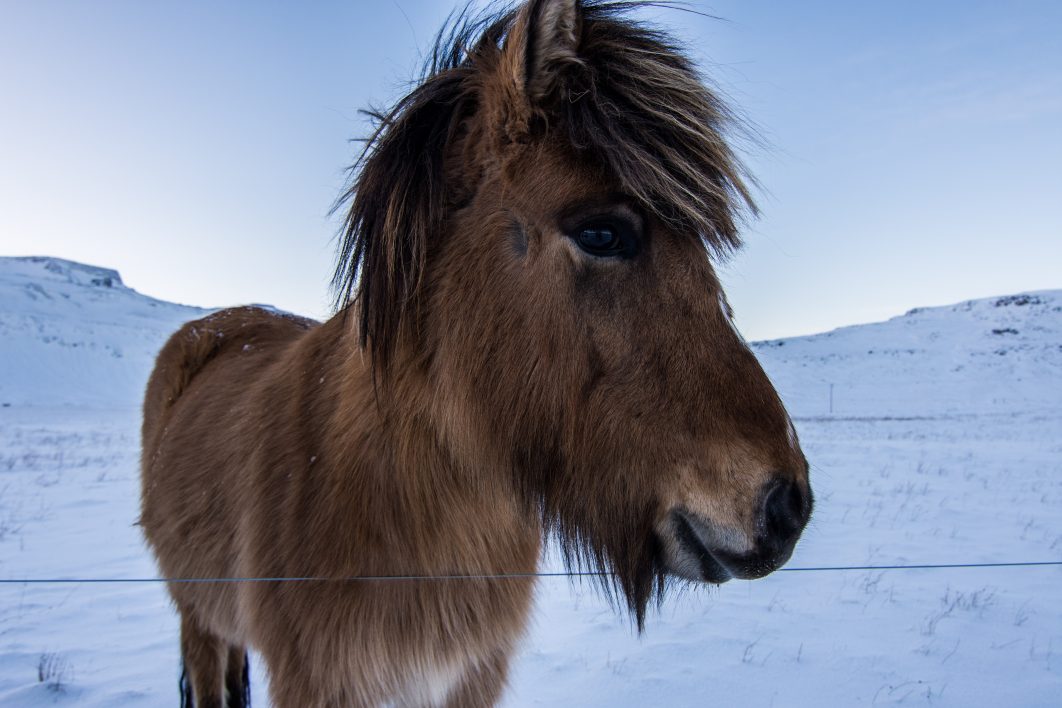 Winter Wild Horse