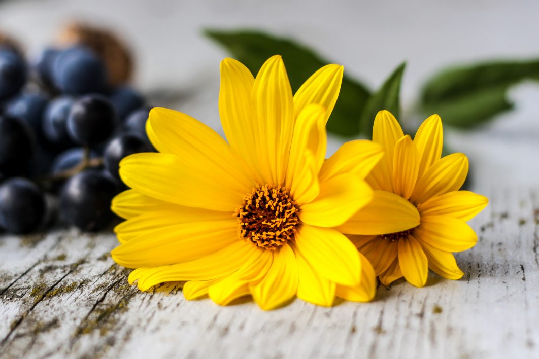 Yellow Flowers Close Up