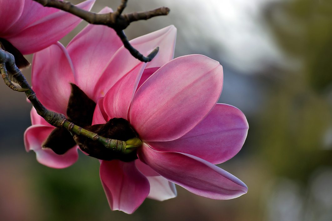 Pink Flower Petals