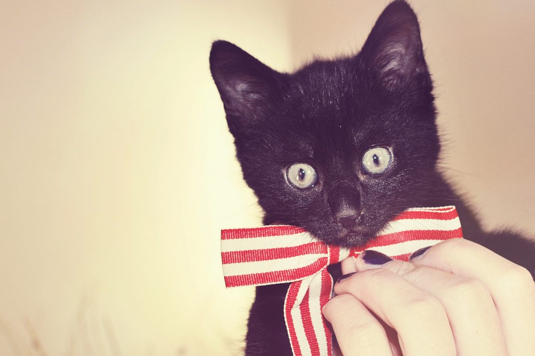 Cat Wearing Bow