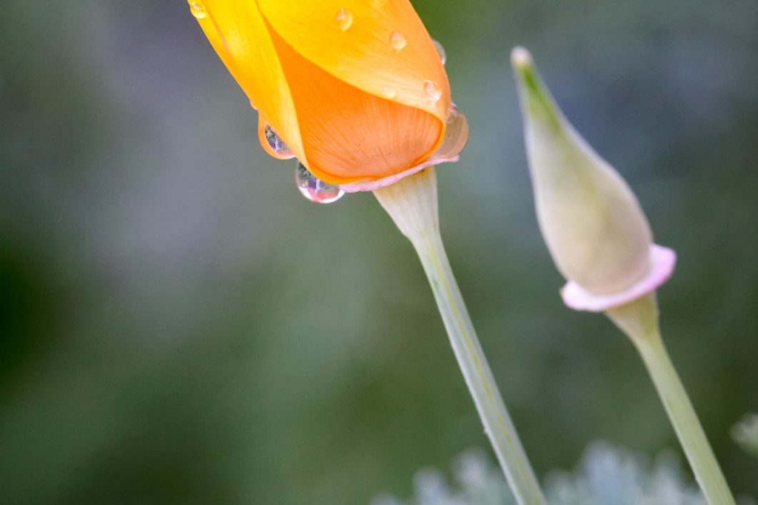 Spring Flower Droplets