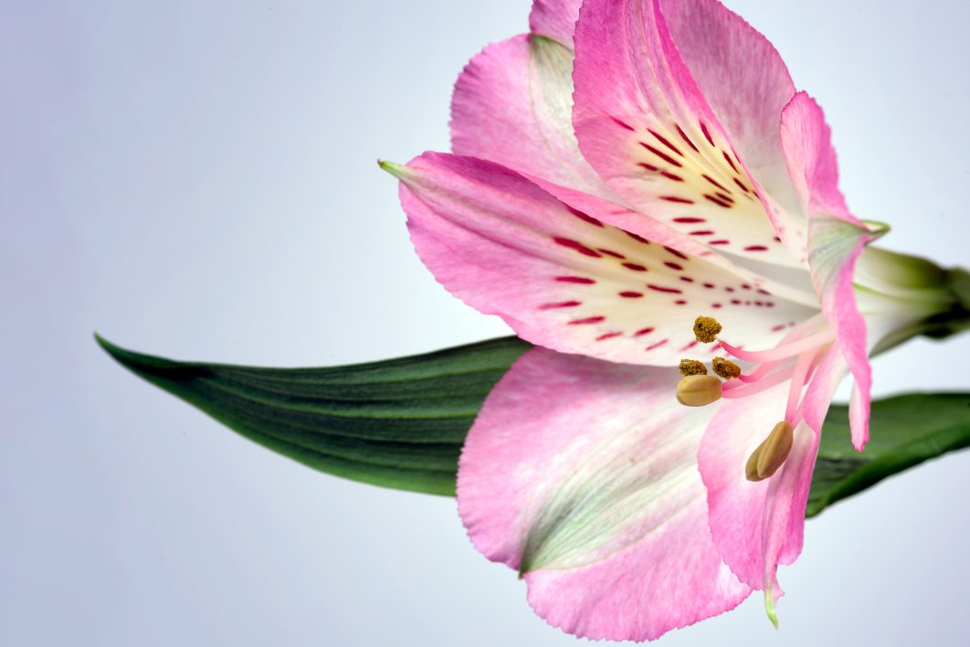 Beautiful Flower Close Up