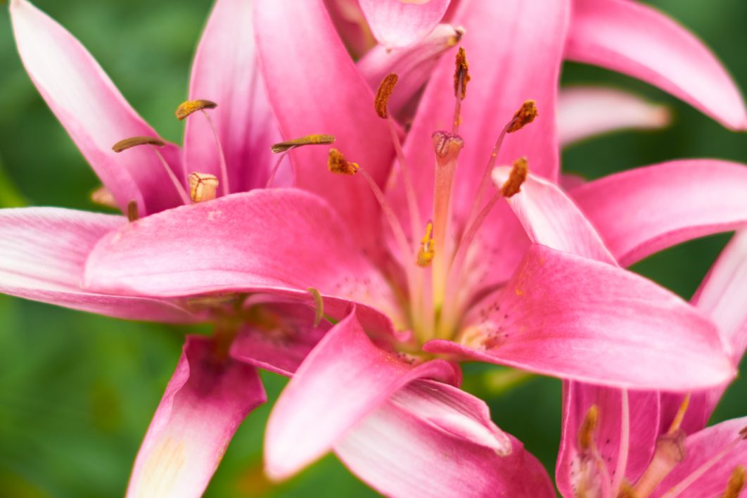 Beautiful Pink Flowers