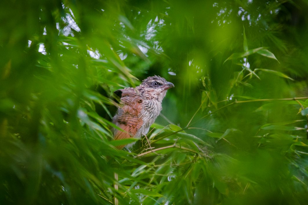 Bird in Trees