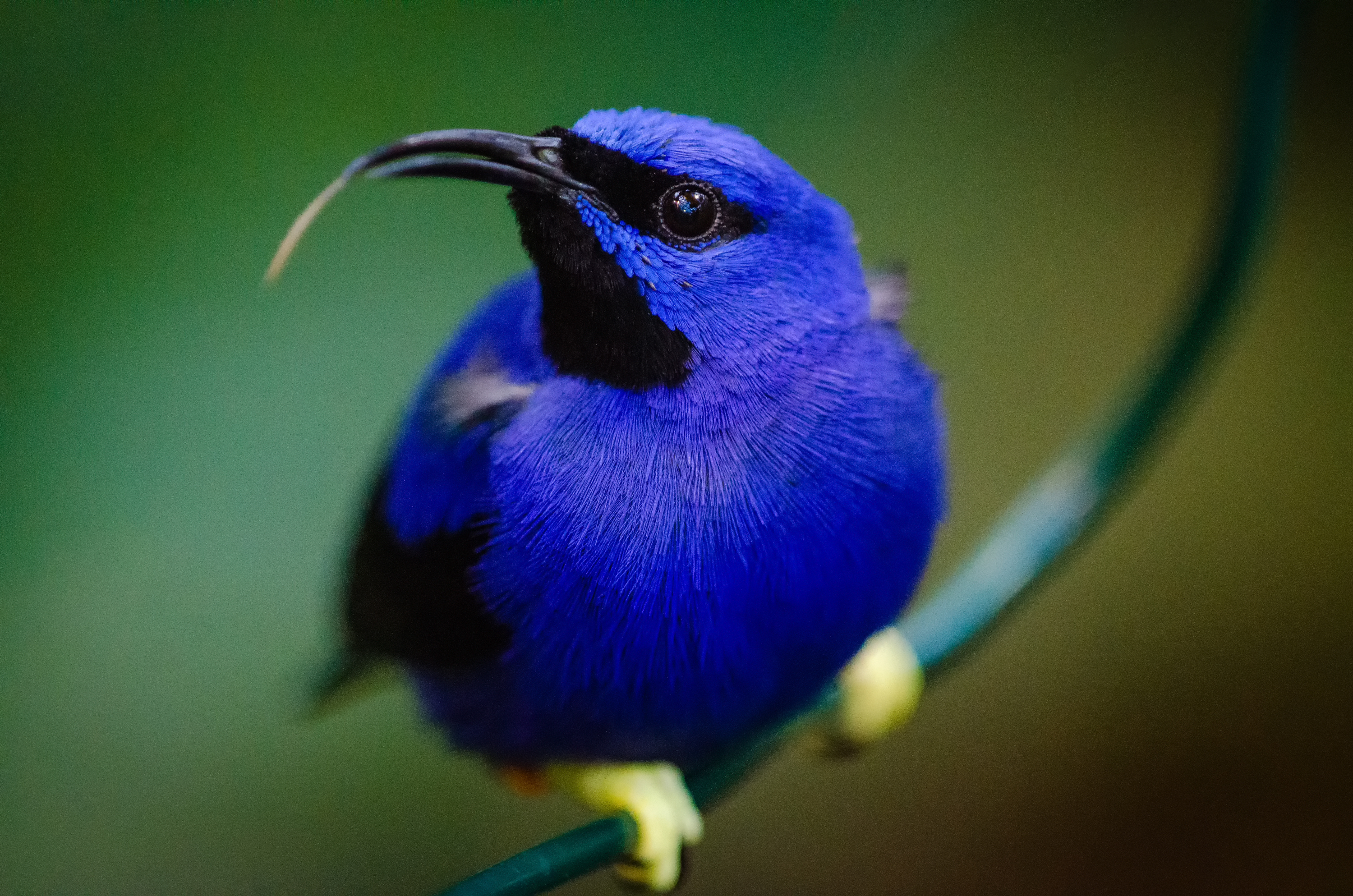 Exotic Blue Bird Free Stock Photo - NegativeSpace