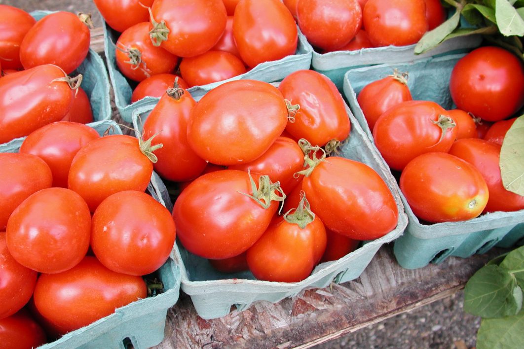 Fresh Tomato Harvest