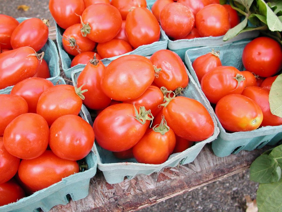 Fresh Tomato Harvest