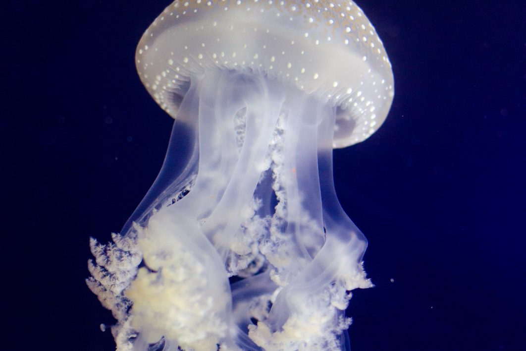 Jelly Fish