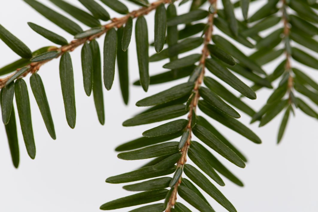 Pine Branch Close Up