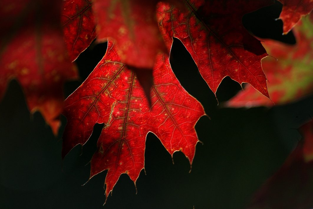 Red Autumn Leaves