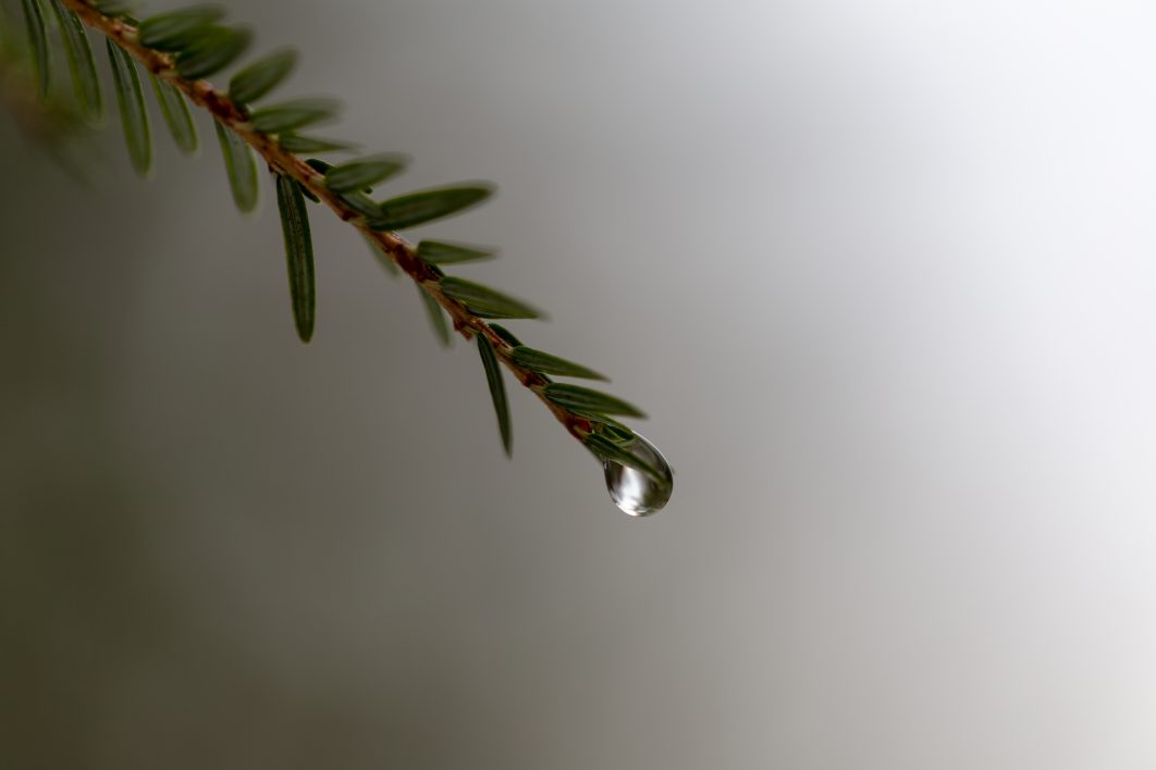 Tree Water Droplet