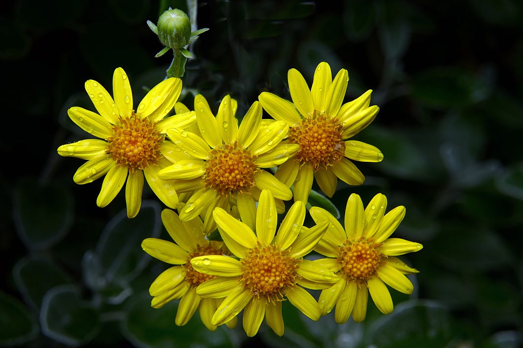Vibrant Yellow Flowers