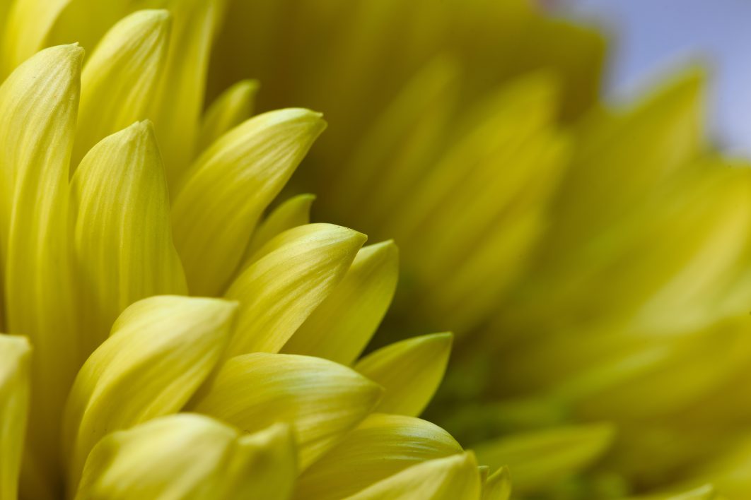 Yellow Flower Petals