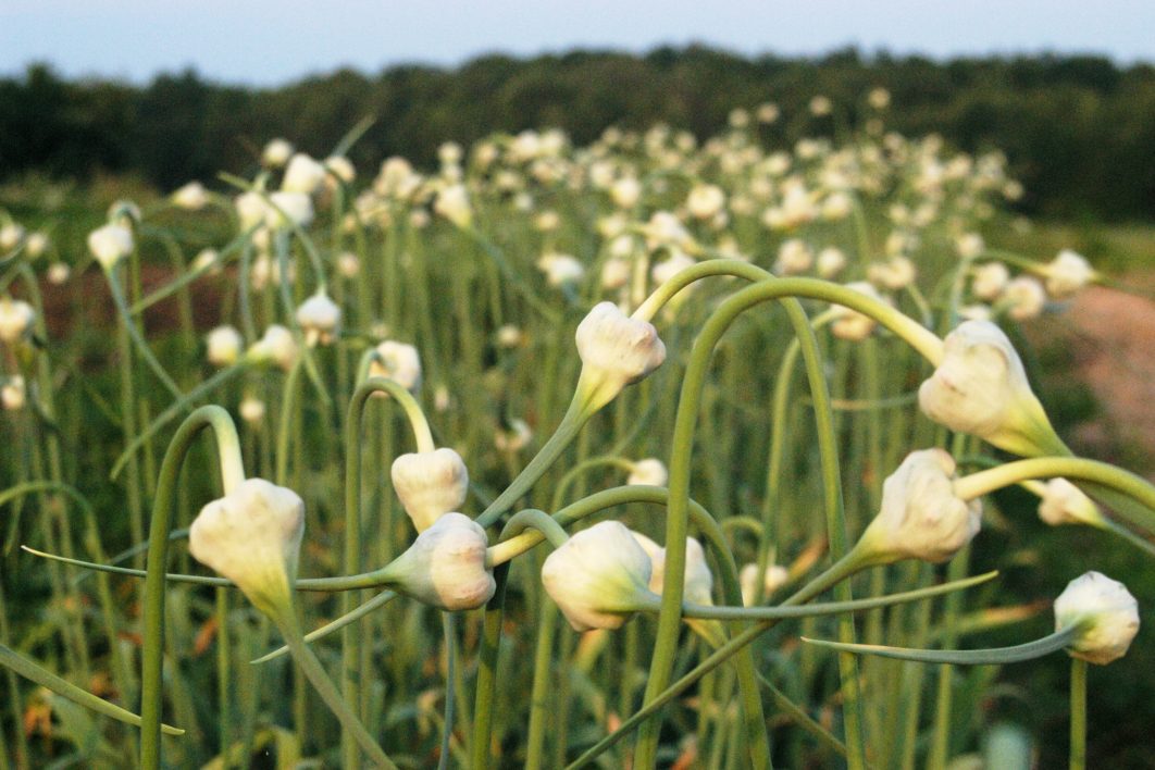 Garlic Flower Buds