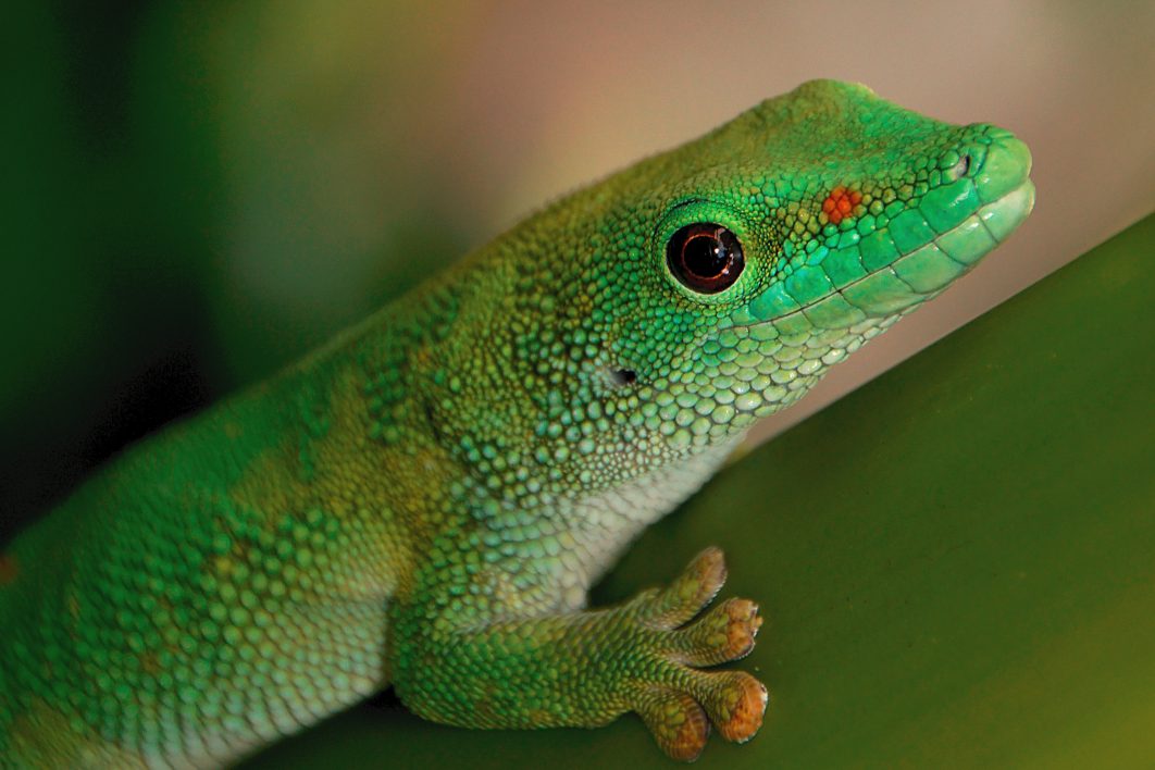 Green Gecko