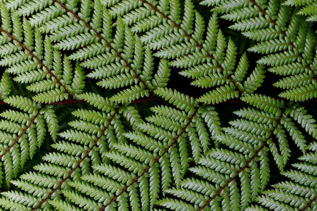 Green Plant Leaves