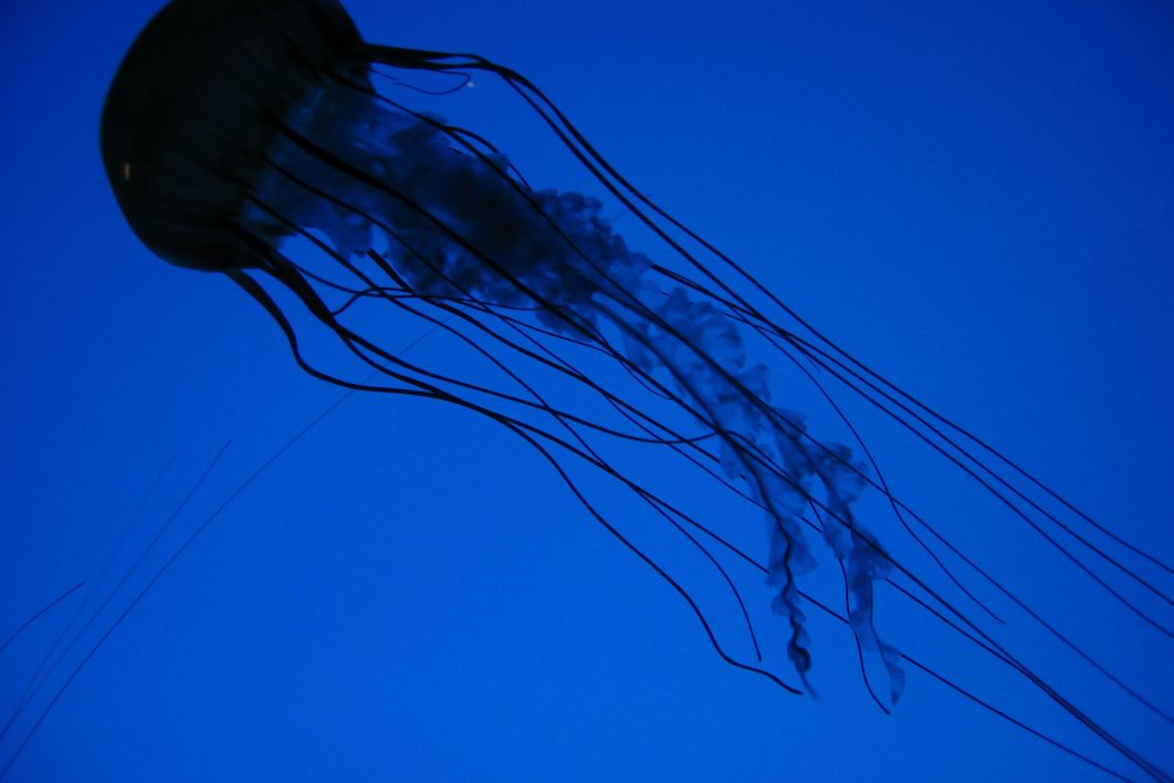 Jellyfish