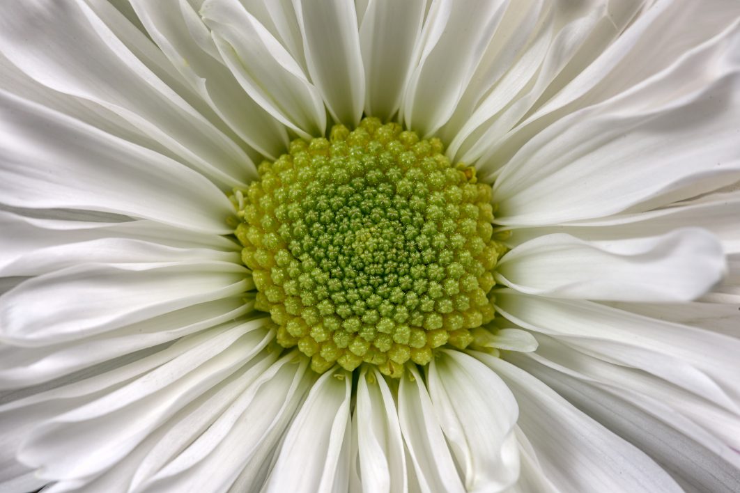 Daisy Closeup