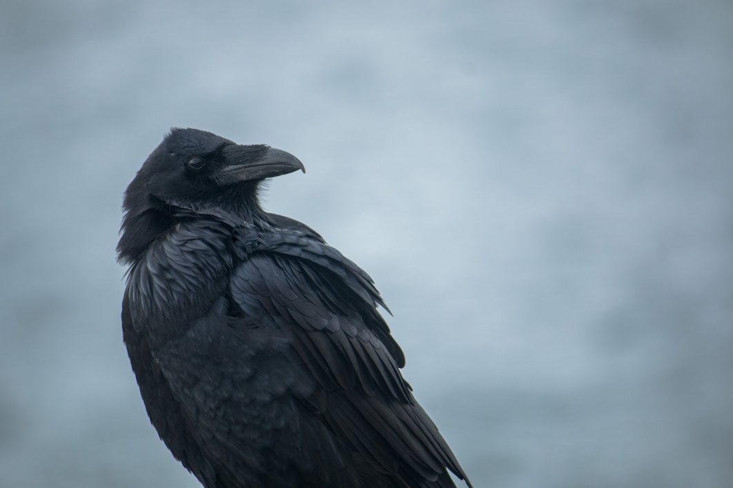 Raven