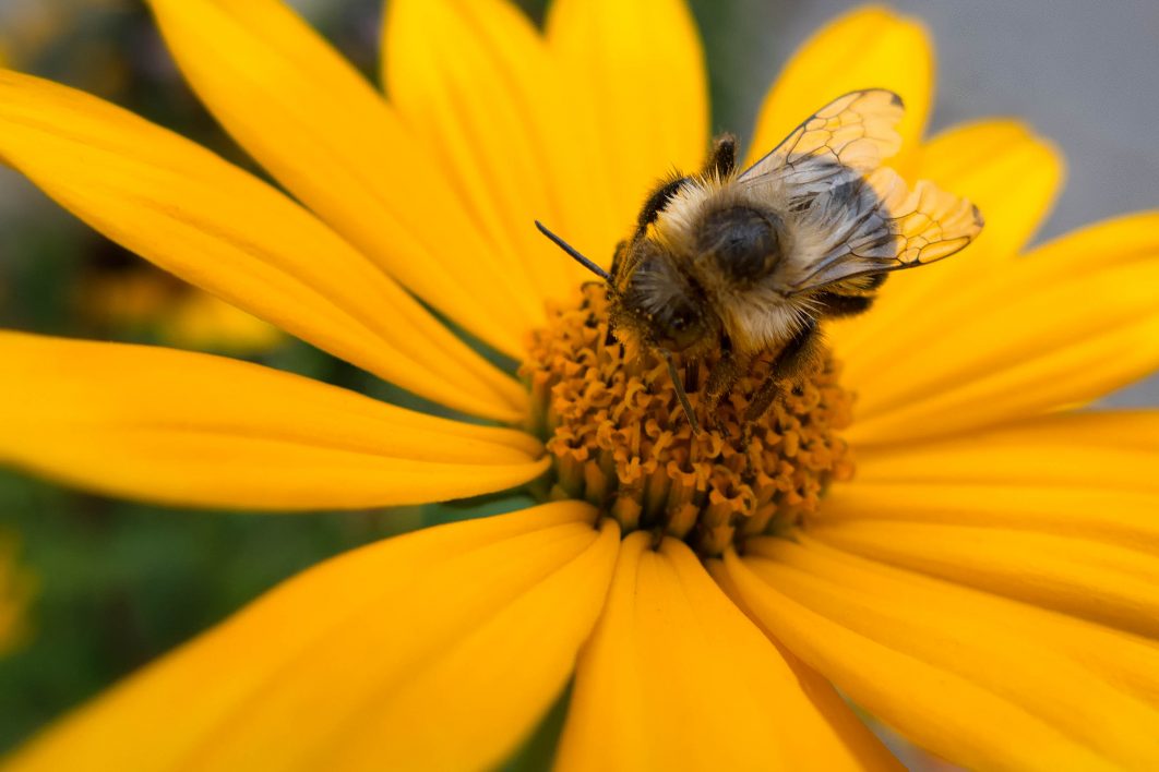 Bee on Flower