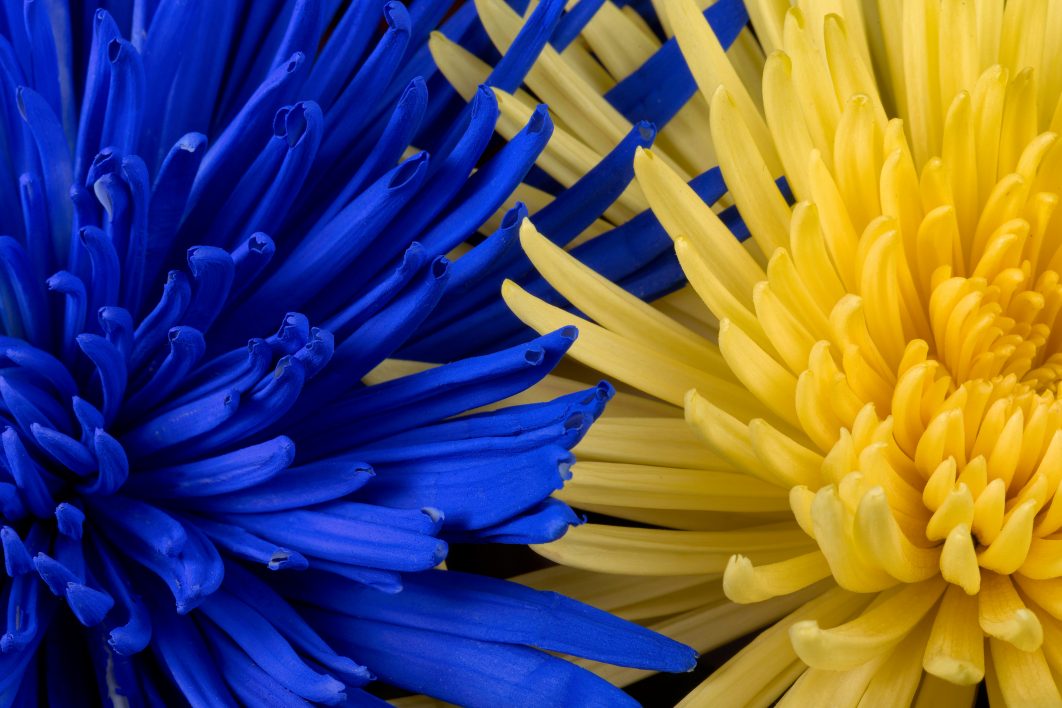 Blue and Yellow Flowers