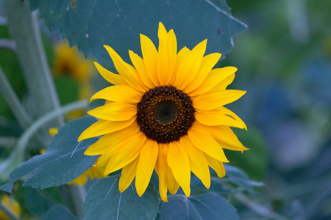 Sunflower