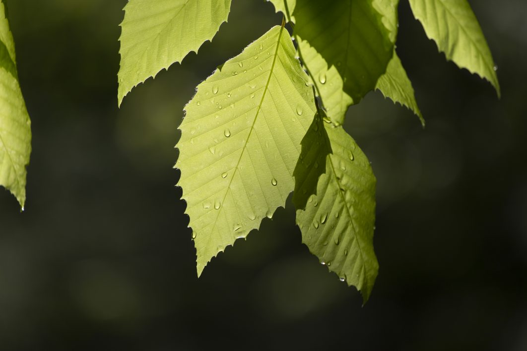 Tree Leaves Close Up