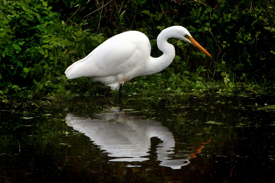 White Heron