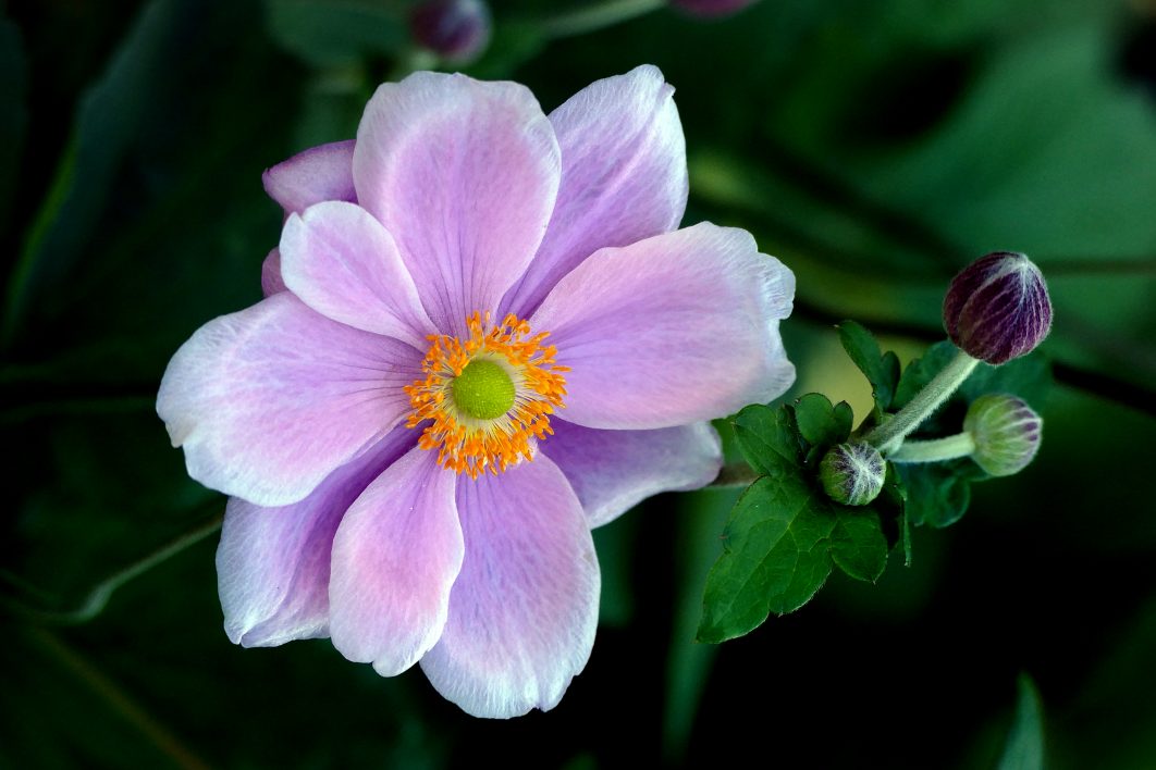 Purple Flower Macro