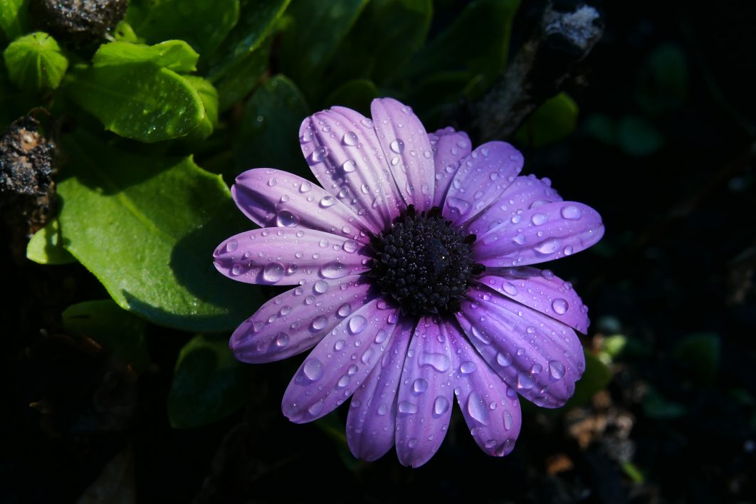 Purple Flower