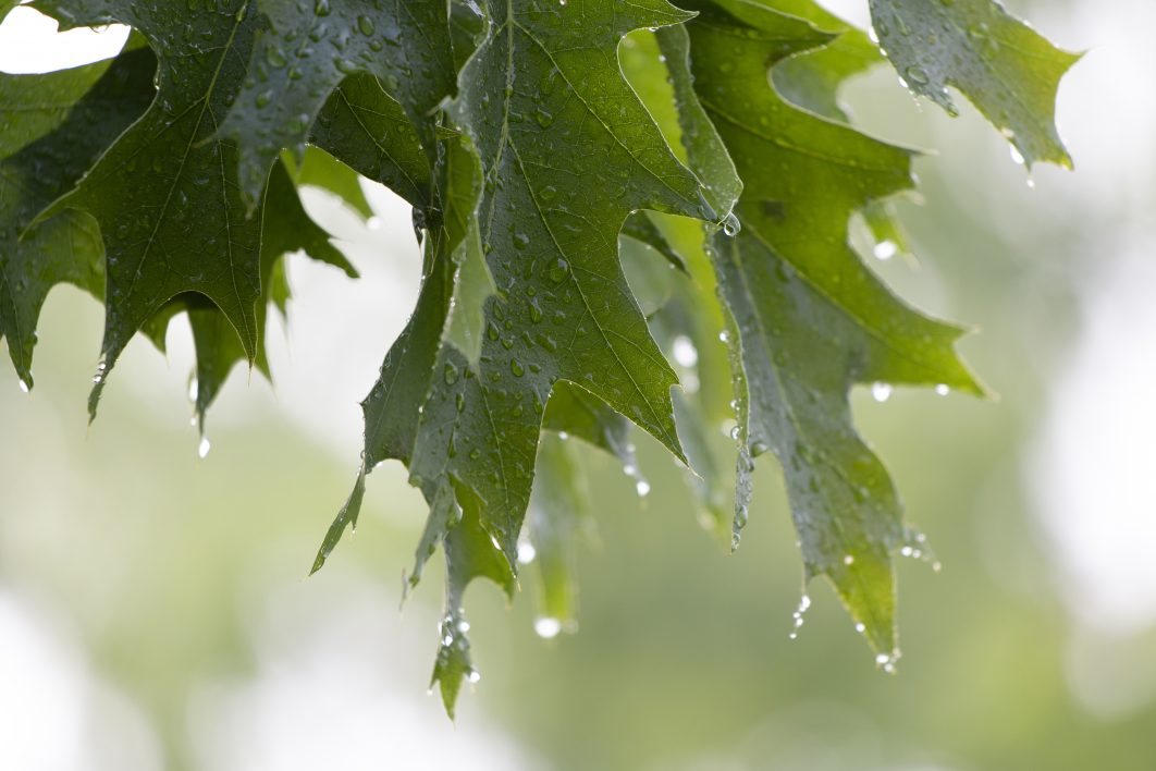 Wet Leaves Close-up