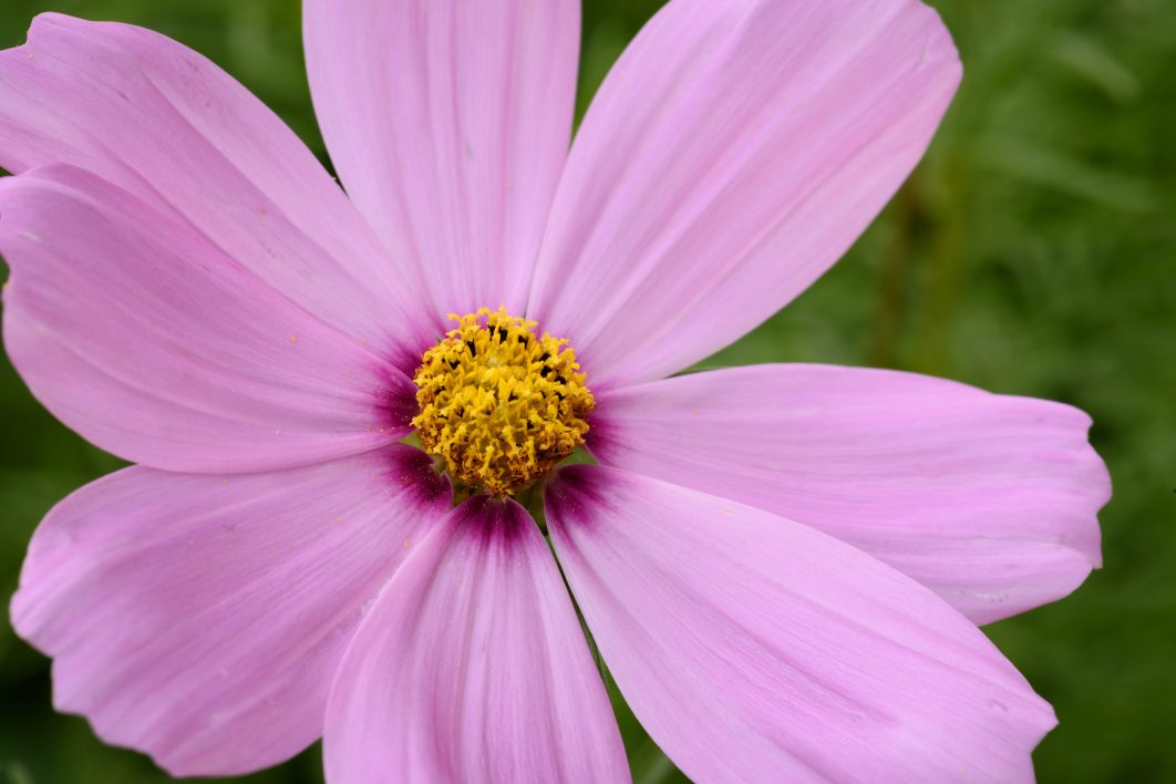 Pink Flower Close Up