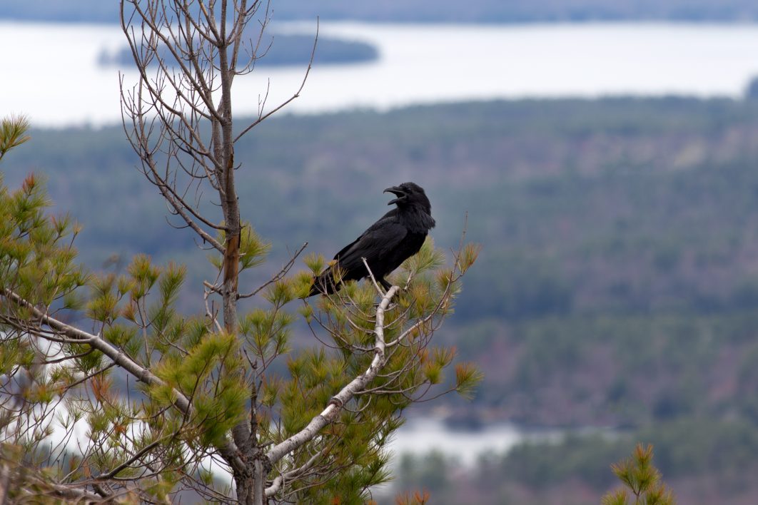 Crow in Tree