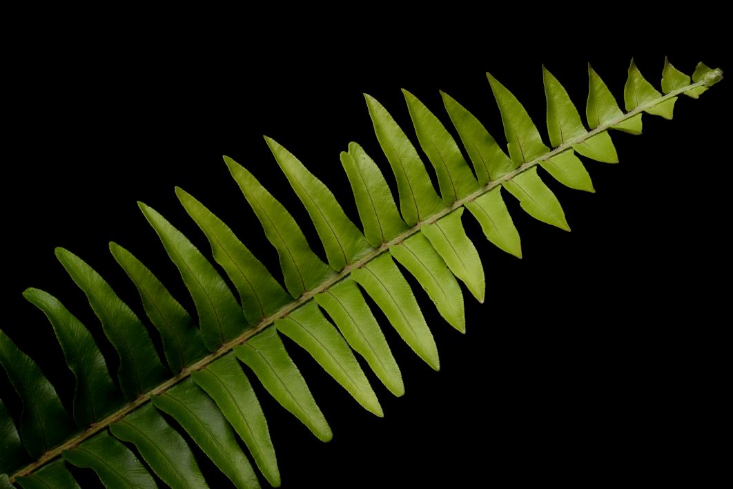 Fern Black Background