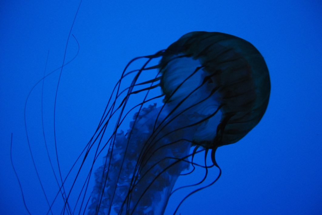 Jellyfish in Blue Water