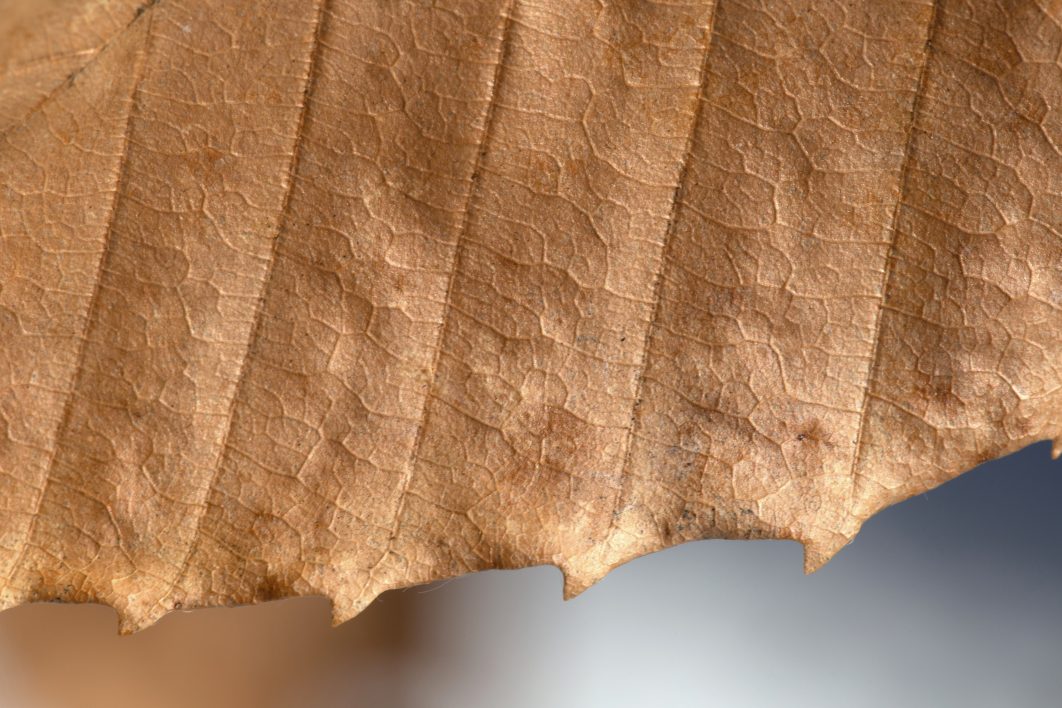 Macro Leaf Detail