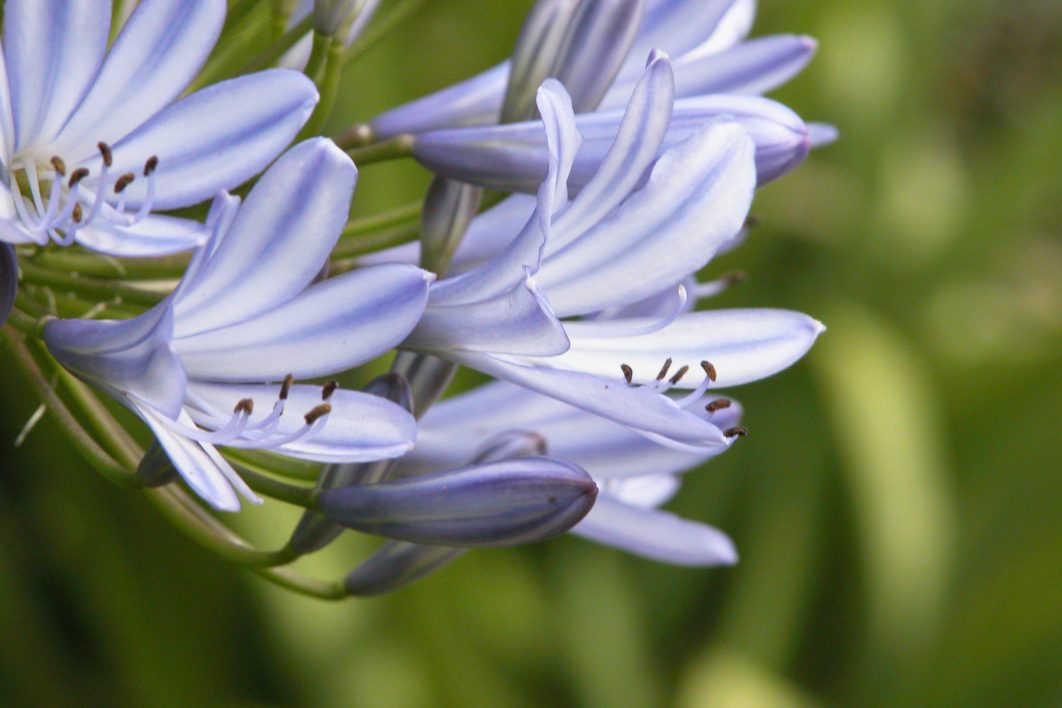 Purple Flowers Closeup