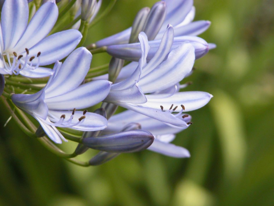 Purple Flowers Closeup