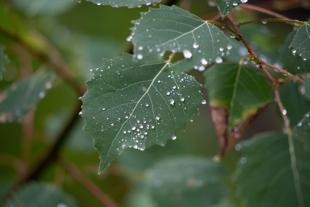 Raindrops on Leaves
