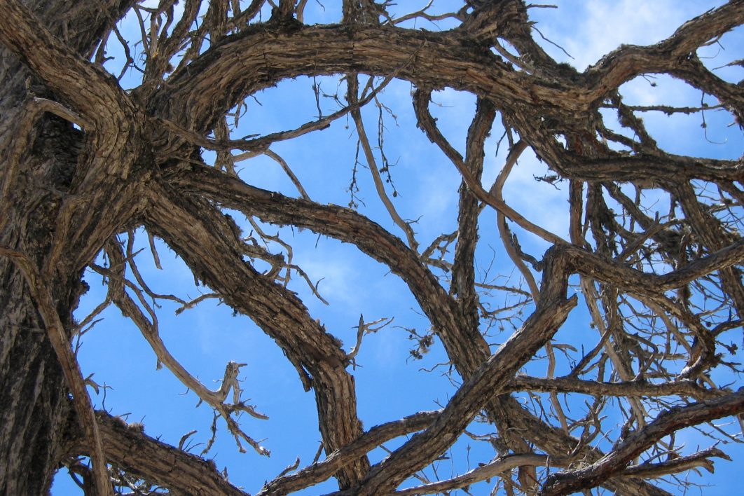 Gnarly Tree Branches