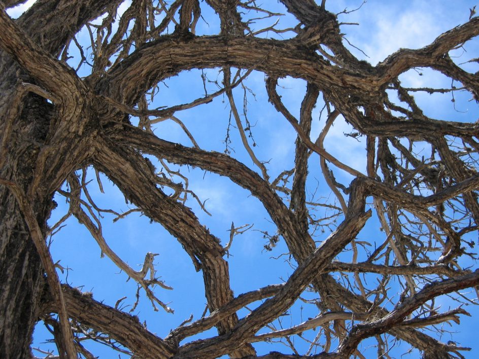 Gnarly Tree Branches