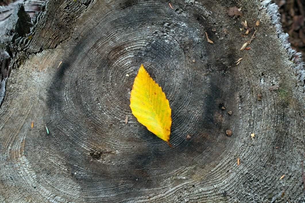 Autumn Leaf on Wood