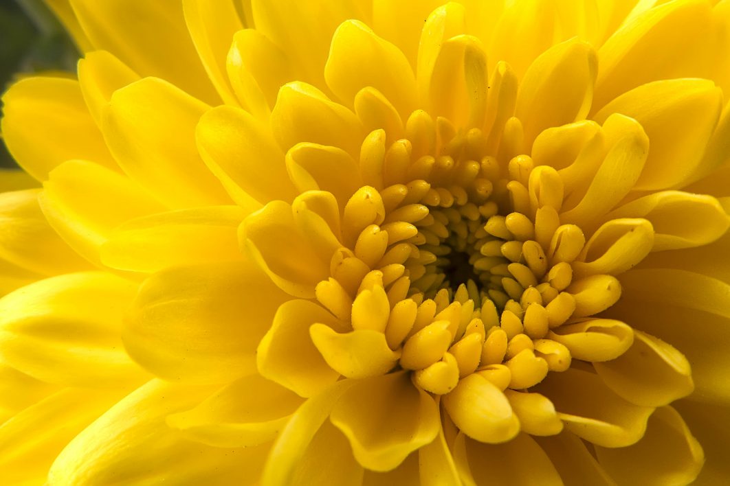 Macro Yellow Flower