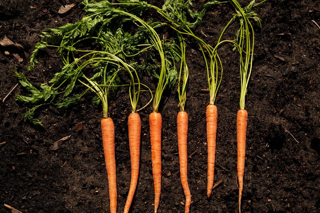 Raw Carrots on Soil
