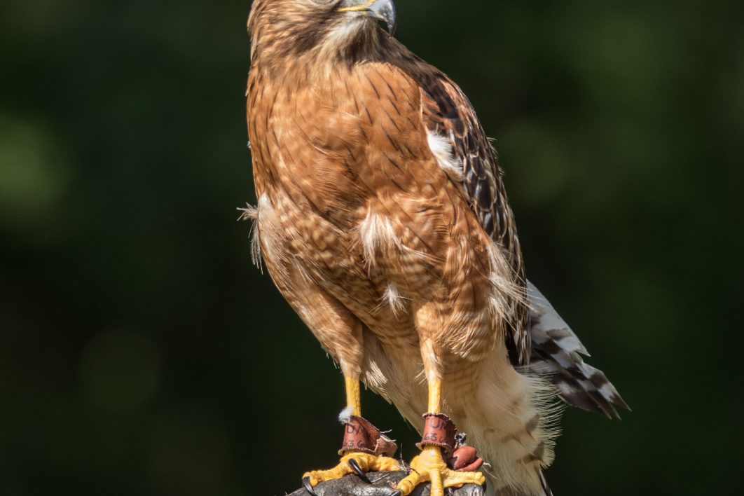 Hawk Perched on Glove